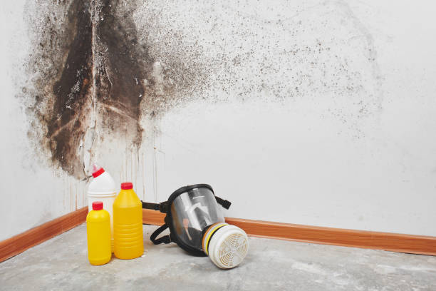 commercial mold remediation winnipeg